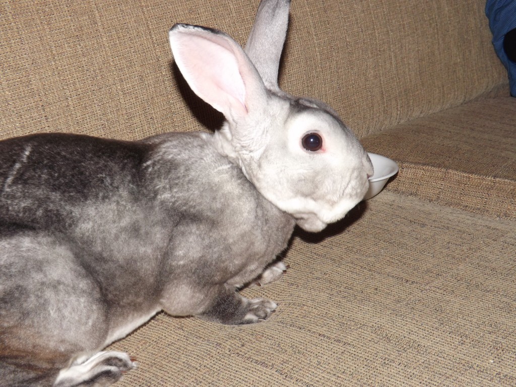 The bunny